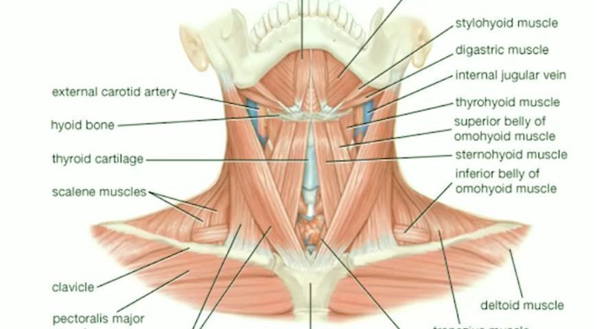 How Ultrasound Helps Assess Salivary Glands Disease